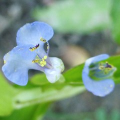 Commelina diffusa
