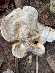 Catathelasma