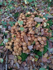 Kuehneromyces