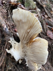 Catathelasma