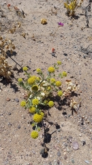 Helenium atacamense