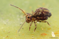 Dicyrtomidae