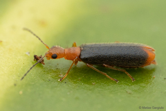 Hylodanacaea haemorrhoidalis