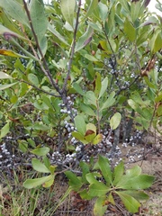 Myricaceae