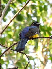 Trogon melanocephalus