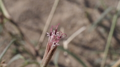 Palafoxia arida arida