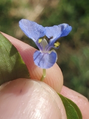Commelina diffusa
