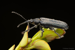 Trichophthalmus miltomerus