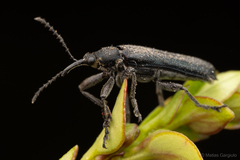 Trichophthalmus miltomerus