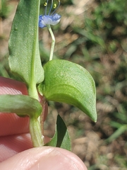 Commelina diffusa