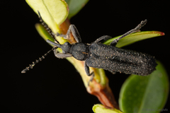 Trichophthalmus miltomerus