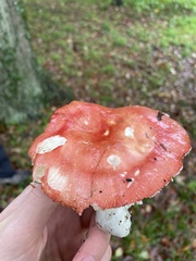 Russula