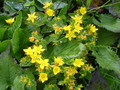 Hypericum kamtschaticum