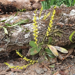 Pleurothallis quadrifida