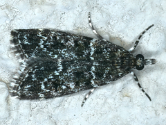Scoparia syntaracta