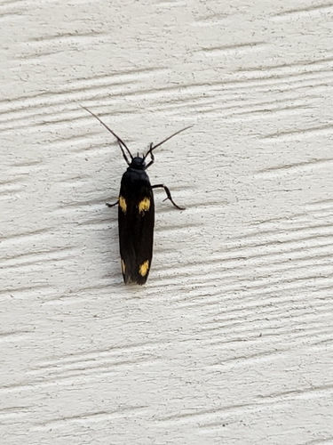 Flower moth photo 3