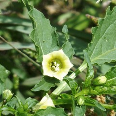 Physalis angulata