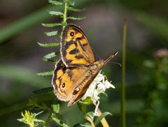 Heteronympha merope