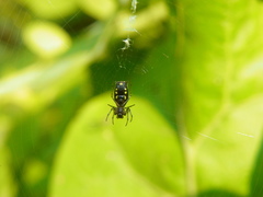 Micrathena funebris