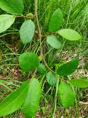 Ficus coronata