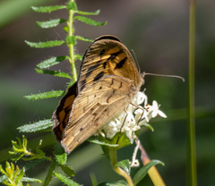 Heteronympha merope