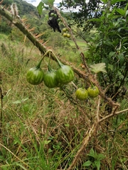 Solanum acerifolium