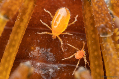 Acariformes