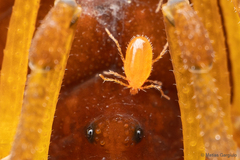 Acariformes