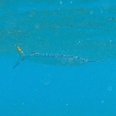 Hemiramphus brasiliensis