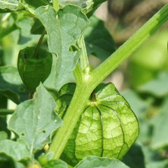 Physalis angulata