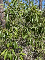 Sideroxylon salicifolium