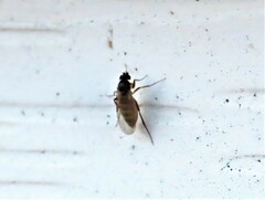 Phorinae