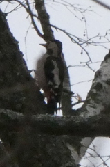 Dendrocopos syriacus
