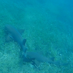 Ginglymostoma cirratum