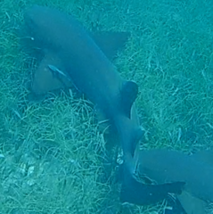 Ginglymostoma cirratum