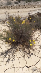 Balbisia peduncularis
