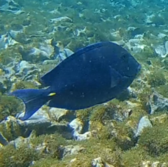 Acanthurus coeruleus