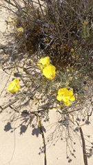 Balbisia peduncularis