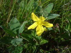 Hypericum kamtschaticum