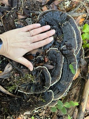 Phaeolus schweinitzii