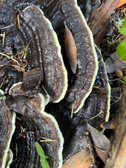 Phaeolus schweinitzii