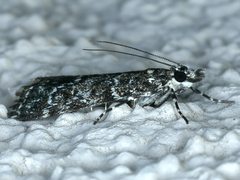 Scoparia syntaracta
