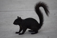 Sciurus carolinensis