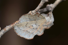 Phyllodesma americana