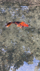 Cyprinus rubrofuscus