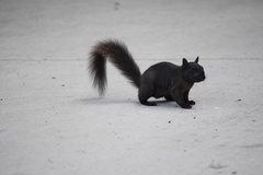 Sciurus carolinensis