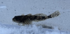 Cottus aleuticus