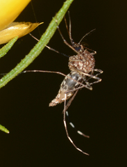 Aedes alboannulatus