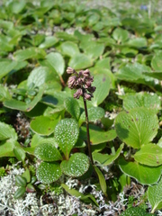 Tofieldia coccinea