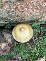 Amanita sinicoflava